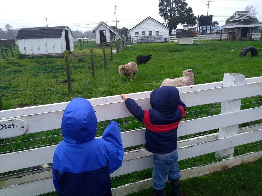 Rams and ewes in a pen