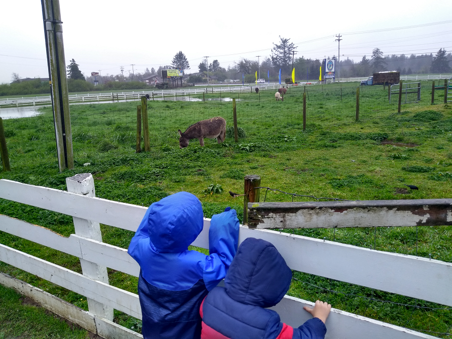 Just some jackasses hanging out on a farm